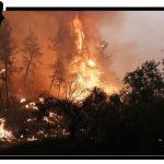 حرائق الغابات بتونس